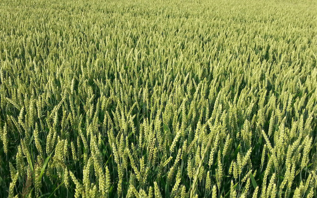 « Loi Duplomb : l’agriculture face au poison du mensonge »